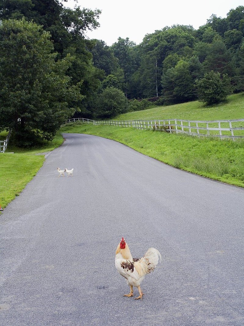 Chicken road gokkast, chicken road game